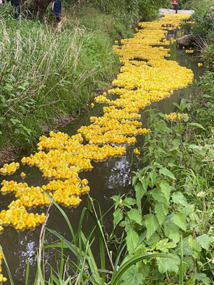 Ducks flowing down the river